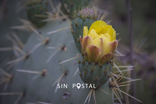 RealdeCatorceSinPostal-49