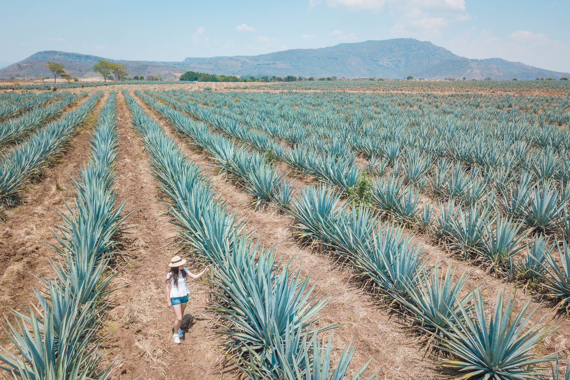 10 Cosas que hacer en Tequila Sin Postal 10 Cosas que hacer en Tequila Sin Postal