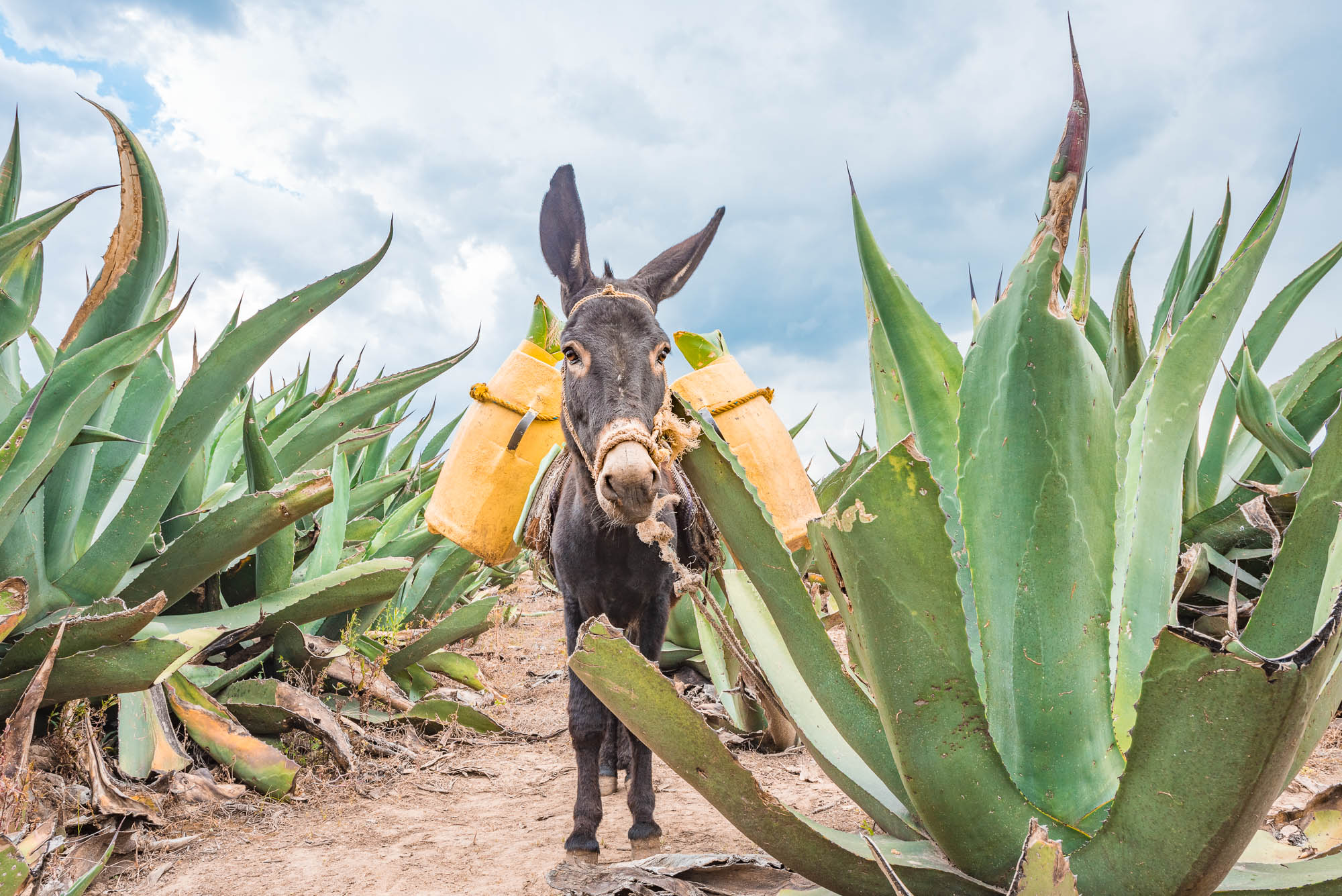 Ruta del Pulque | Sin Postal