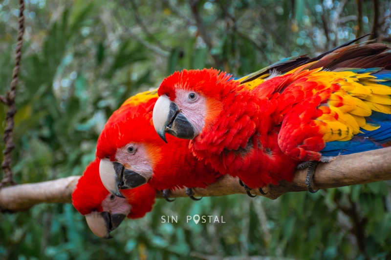 BlogGuacamayas-6