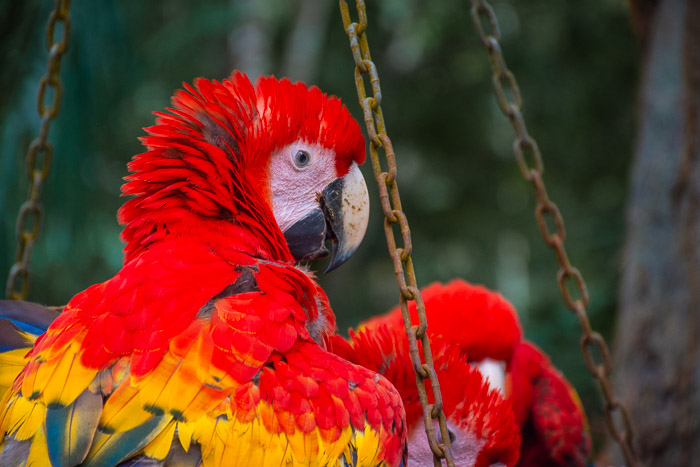 Guacamayas-1