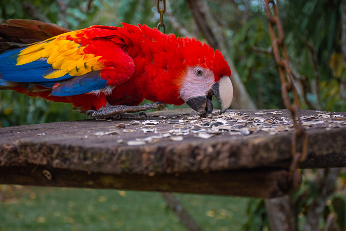 Guacamayas-3