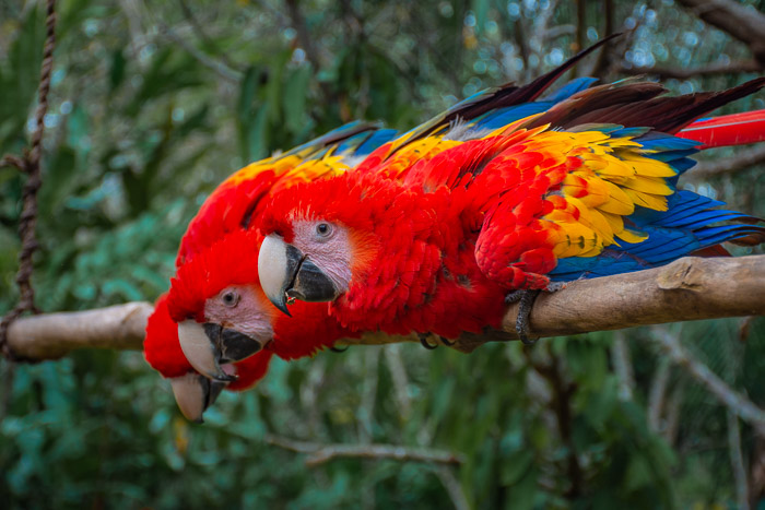 Guacamayas-5