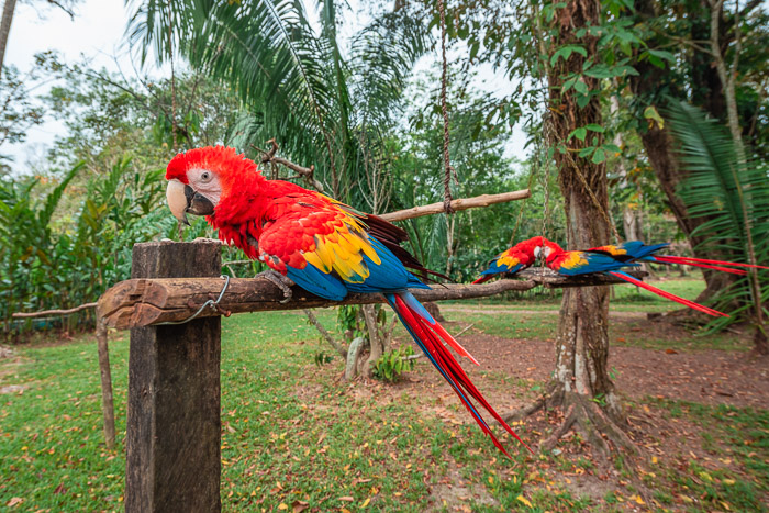 Guacamayas-7