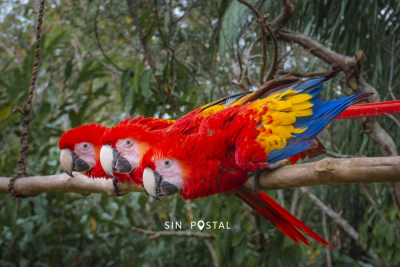 LasGuacamayas-SinPostal-19