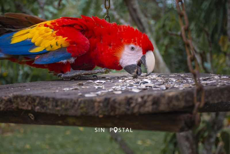 LasGuacamayas-SinPostal-3