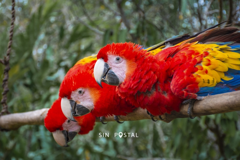 LasGuacamayas-SinPostal-4