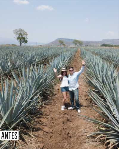 Preset Agave Antes