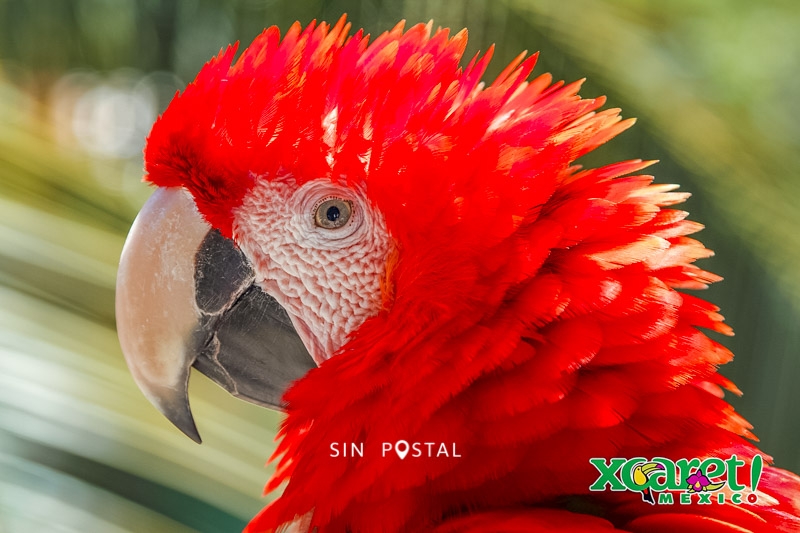 Xcaret-17