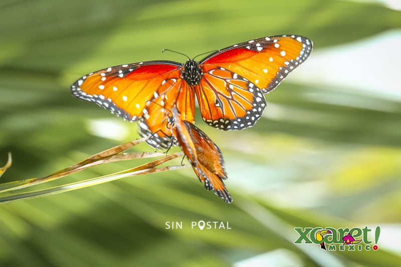 Xcaret-18