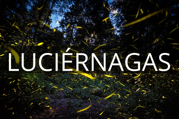 Santuario de las Luciérnagas