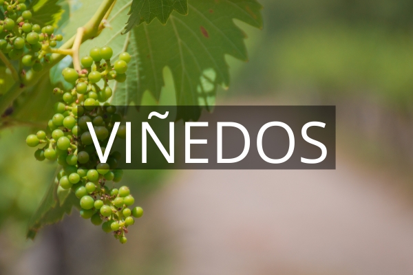 Viñedos en Aguascalientes