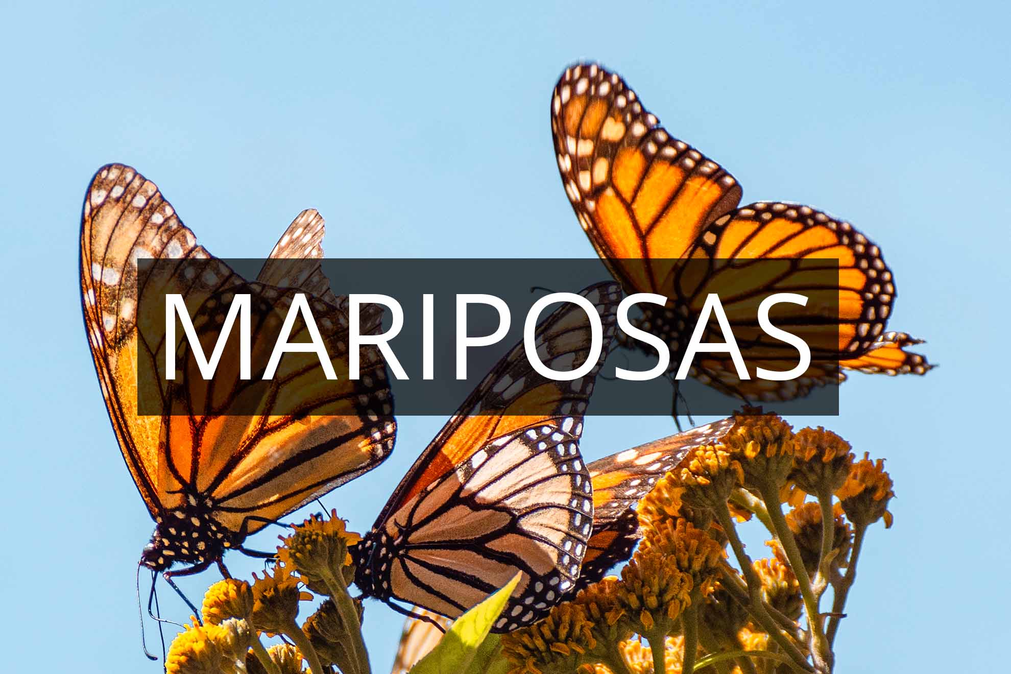 Feria de San Marcos
