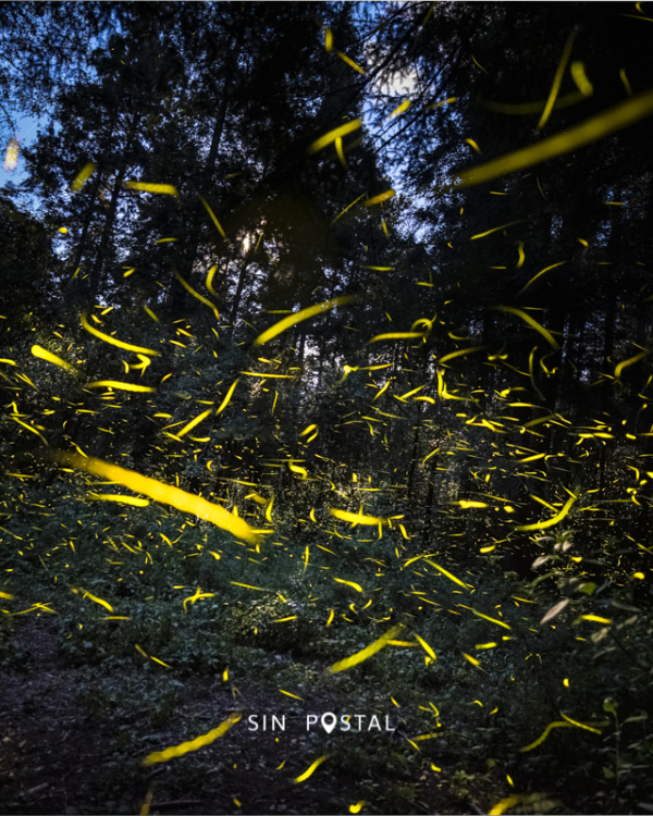 Luciernagas-SinPostal-13