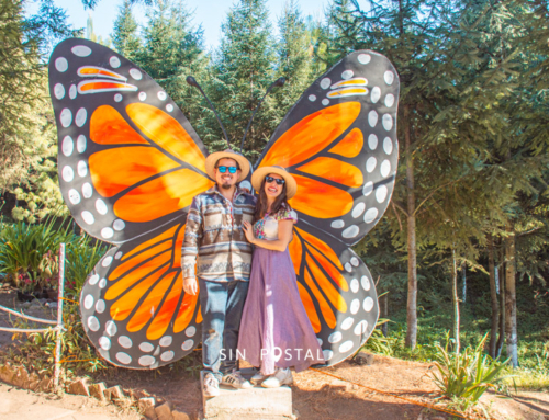 Dónde y cuándo ver Mariposas Monarca – Guía de Viaje