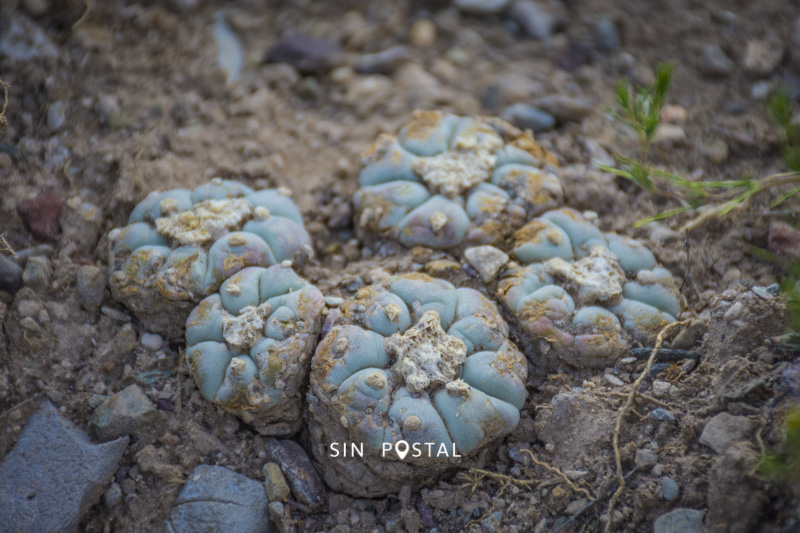 RealdeCatorce-SinPostal-50