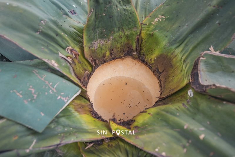 RutaPulque-10